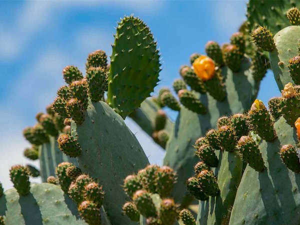 Marco Artist [artista]